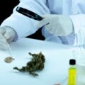 CBD Bile Duct