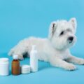 CBD for Dogs