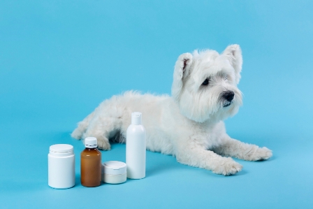 CBD for Dogs