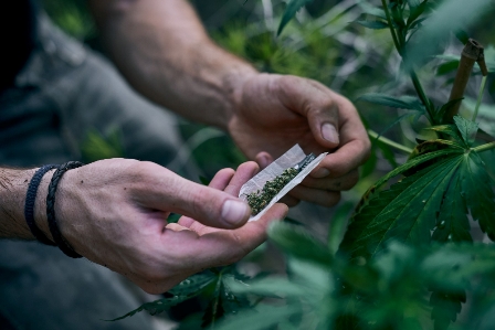 Pre Roll CBD Hollyweed