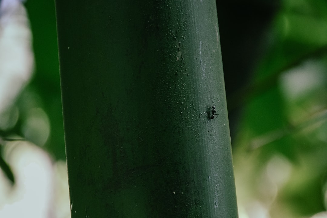hemp plant and cbd oil bottle close-up
