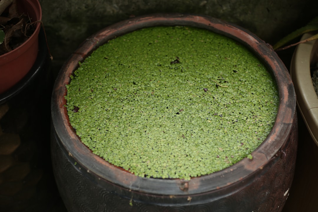 cbd oil extraction process hemp plant to oil