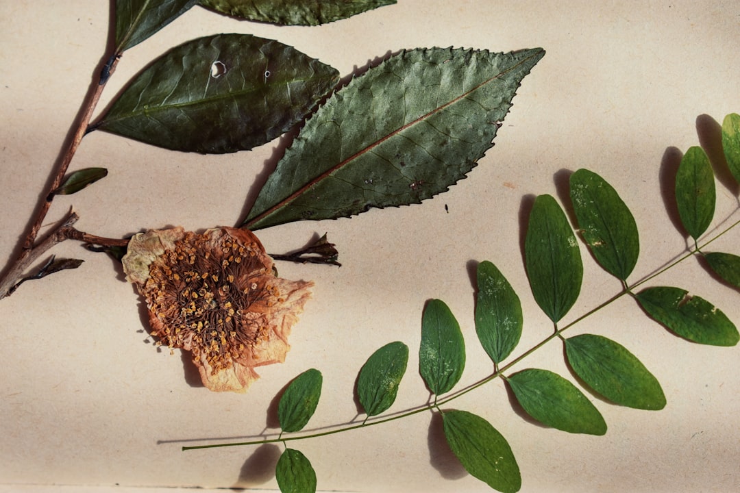 terpene chart with common aromas