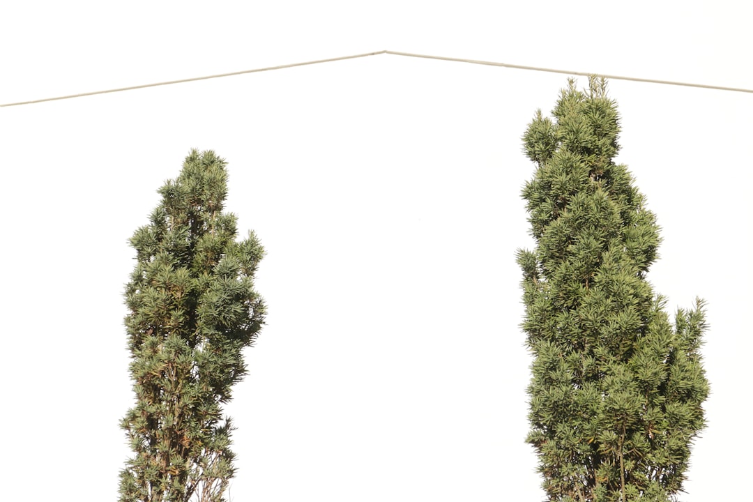 comparison chart hemp vs marijuana cbd