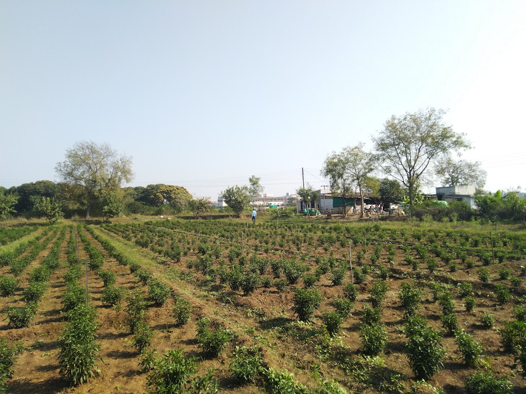 hemp farm non gmo cultivation